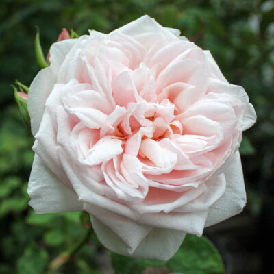 Souvenir De La Malmaison