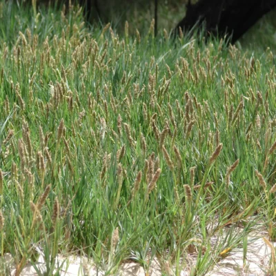 Sporolobus Heterolepis