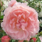 Strawberry Hill® David Austin