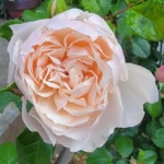 The Generous Gardener® David Austin