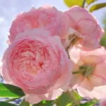 The Mill of the Floss