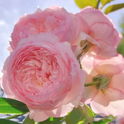 The Mill of the Floss