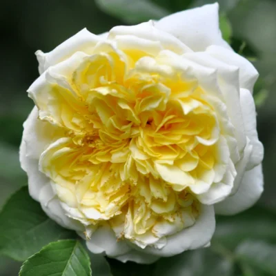 The Pilgrim® David Austin