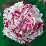 Variegata di Bologna