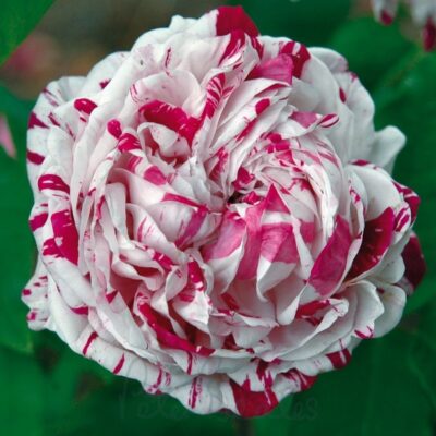 Variegata di Bologna