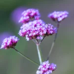 Verbena Bonariensis Lollipop