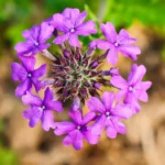 Verbena Canadensis Homestead Purple