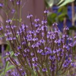 Verbena Macdougali Lavender Spires