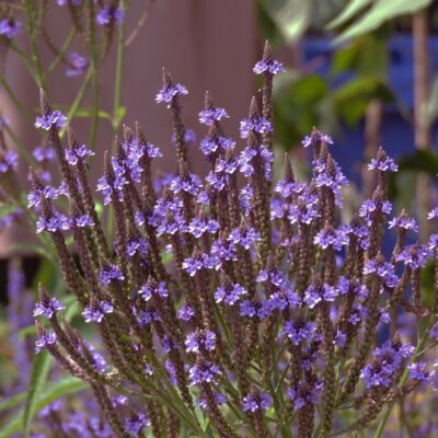 Verbena Macdougali Lavender Spires