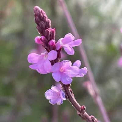 Verbena Officinalis Bampton