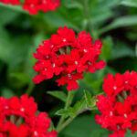 Verbena Peruviana Red