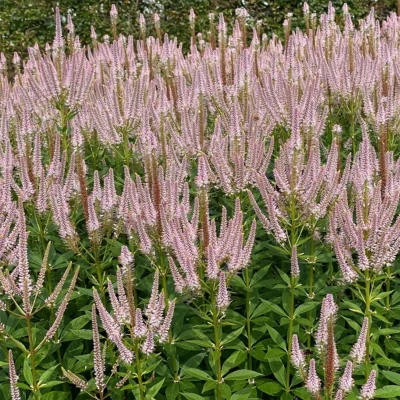 Veronicastrum Virginicum Challenger