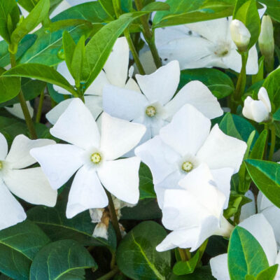Vinca Minor Alba
