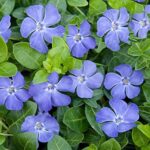 Vinca Minor Blu