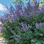 Vitex Agnus Castus Latifolia