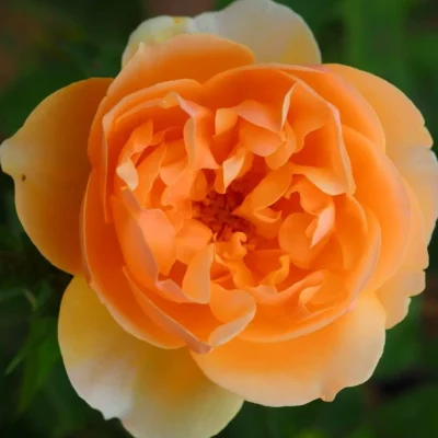 Wollerton Old Hall® David Austin