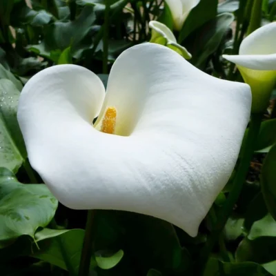 Zantedeschia Aethiopica