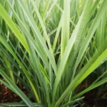 Dianella revoluta Coolvista