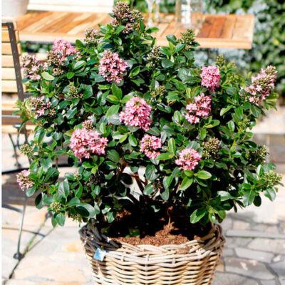 Escallonia Pink Elle